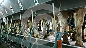 Cows with milking machine at rotary parlour system of dairy farm