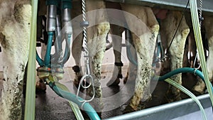 Cows with milking machine at rotary parlour system of dairy farm