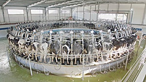 Cows during milking on a rotary milking parlor in a large dairy farm