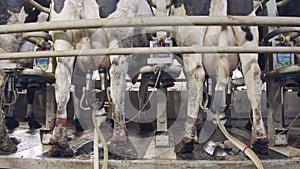 Cows during milking on a rotary milking parlor in a large dairy farm