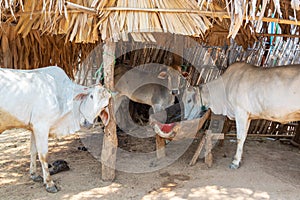 Cows in Minnanthu village, Bagan, Burma Myanmar