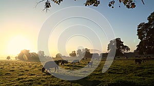 Cows in misty field, early morning, Usk Valley, nr Usk, South Wales