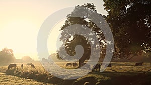 Cows in misty field, early morning, Usk Valley, nr Usk, South Wales