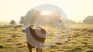 Cows in misty field, early morning, Usk Valley, nr Usk, South Wales