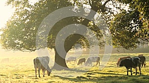 Cows in misty field, early morning, Usk Valley, nr Usk, South Wales