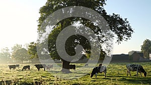 Cows in misty field, early morning, Usk Valley, nr Usk, South Wales