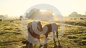 Cows in misty field, early morning, Usk Valley, nr Usk, South Wales