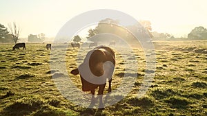 Cows in misty field, early morning, Usk Valley, nr Usk, South Wales