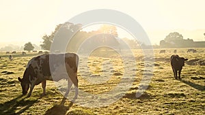 Cows in misty field, early morning, Usk Valley, nr Usk, South Wales