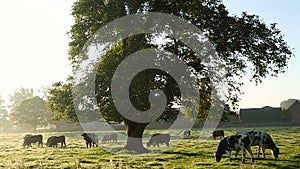 Cows in misty field, early morning, Usk Valley, nr Usk, South Wales