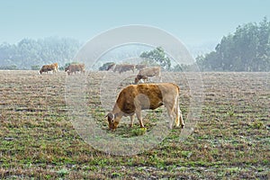 Cows at Misty Morning