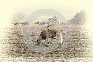 Cows at Misty Morning