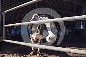 Cows in modern cowshed, dairy farm, livestock cattle at industrial husbandry