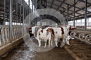 Cows of Monbeliards breeding in free livestock stall