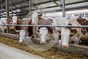 Cows of Monbeliards breeding in free livestock stall