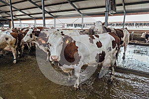 Cows of Monbeliards breeding in free livestock stall