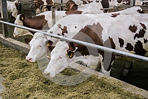 Cows of Monbeliards breeding in free livestock stall are eating compound food