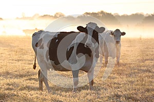 Cows in morning img