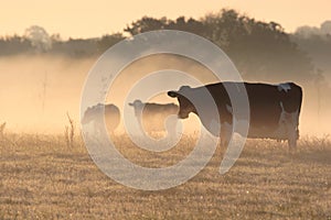 Cows in morning frosty mist.