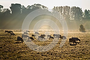 Cows in morning mist