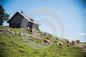 Cows in the mountain