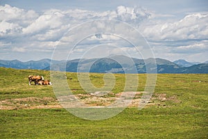 Cows in the mountain