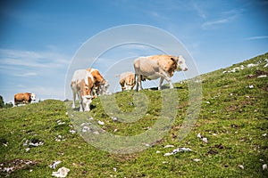 Cows in the mountain