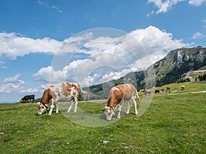 Cows on a mountain pasture