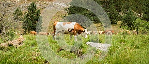 Cows on mountain pasture grazing the grass in a field