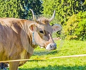 Cows on mountain pasture, harmony with nature