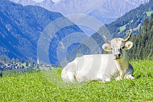 Cows on mountain pasture, harmony with nature