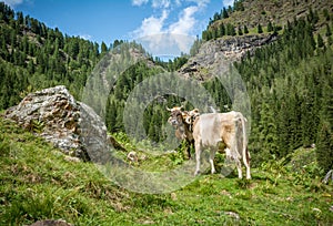 Cows on a mountain pasture