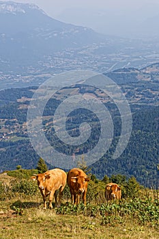 Cows in mountain pastures of Belledonne mountain range