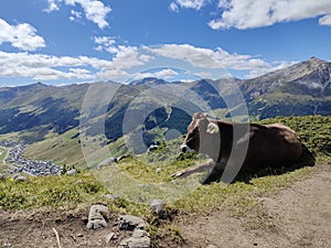 cows in the mountain pastures at Crap de la paré in Livigno