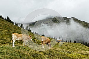 Cows in mountain pastures by foggy high alpine landscape