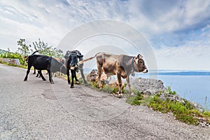 Cows on mountain road.