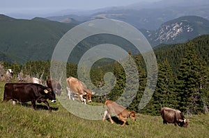 Cows on the mountain
