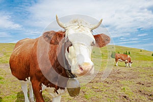 Cows in the mountains with horns and cowbells.