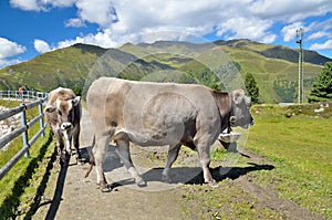 Cows in the mountains.