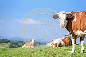 Cows on a mountains pasture