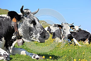 Cows in the mountains