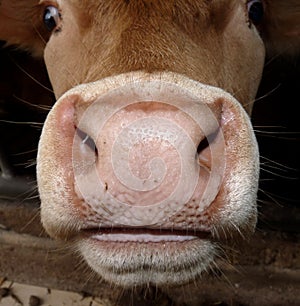 Cows mouth and nose