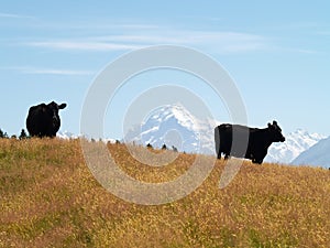 Cows with Mt Cook / Aoraki photo