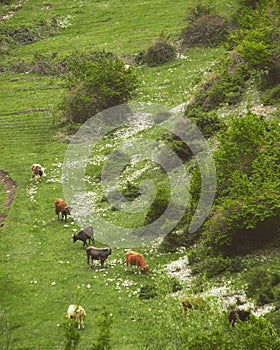 Cows munch in the fertile hills of Azerbaijan