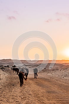 Cows of Namibe desert