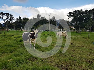 Cows at National University of Colombia photo