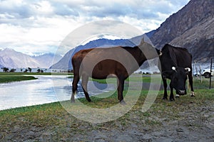 Cows with natural landscape in Nubra valley photo