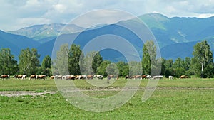 Cows in nature grazing on the green meadow