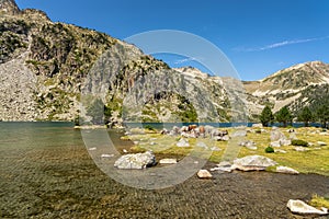 Cows near Aubert lake in Neouvielle nature reserve, Pyrenees national park France