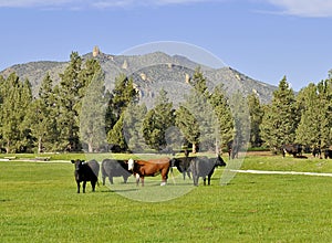 Cows near Bend, Oregon photo